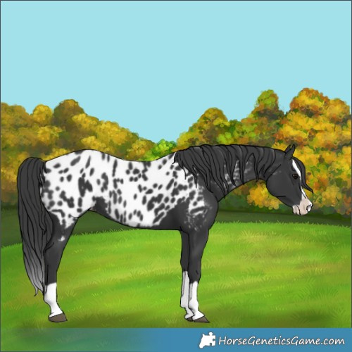 Horse Color:Black Splash Appaloosa 