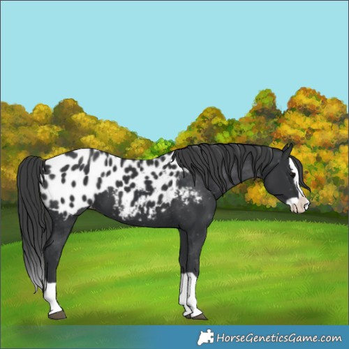 Horse Color:Black Splash Appaloosa 