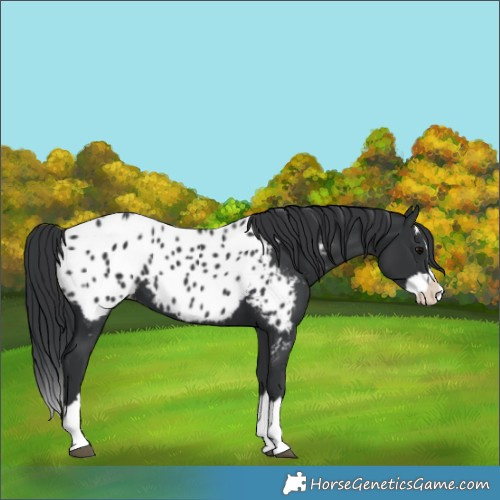 Horse Color:Black Splash Appaloosa 