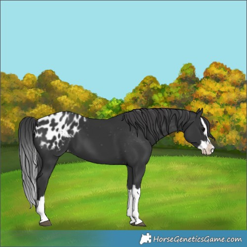 Horse Color:Black Splash Appaloosa 