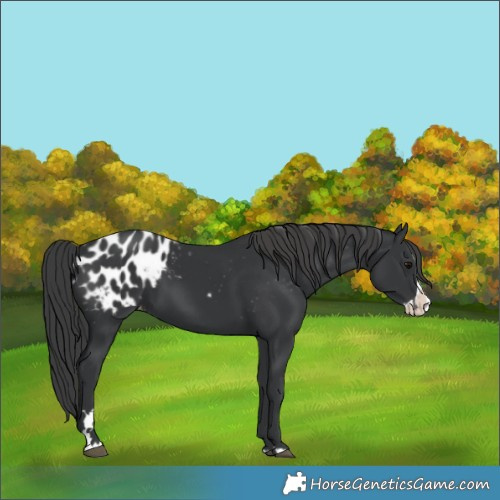 Horse Color:Black Splash Appaloosa 