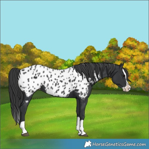 Horse Color:Black Splash Appaloosa 