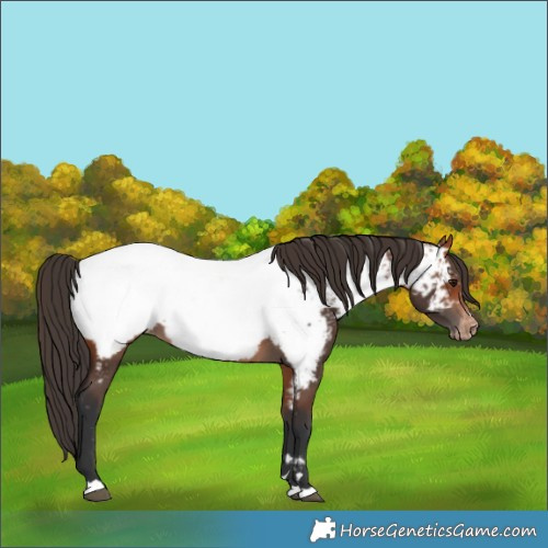 Horse Color:Bay Appaloosa 