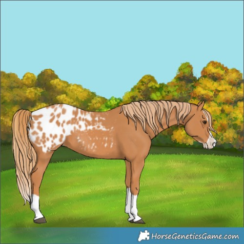Horse Color:Chestnut Splash Appaloosa