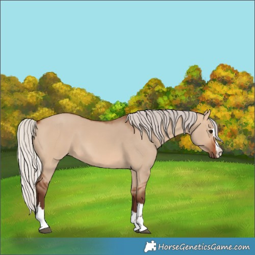 Horse Color:Silver Bay Dun 