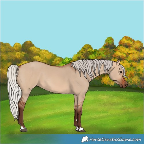 Horse Color:Silver Bay Dun 