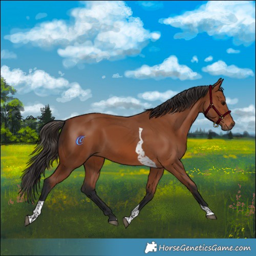 Horse Color:Bay Tobiano Rabicano 