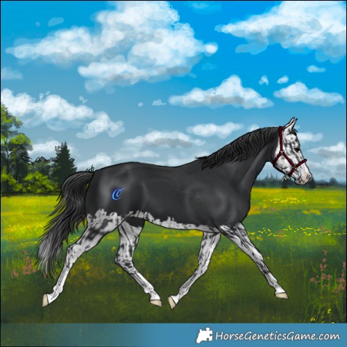 Horse Color:Black  and Black Splash 