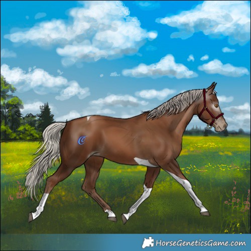 Horse Color:Gray Silver Black Pearl Tobiano 