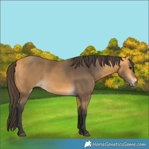 Horse Color:Buckskin