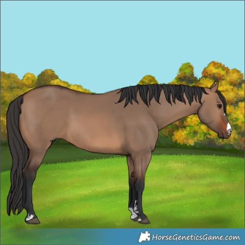 Horse Color:Brown Dun