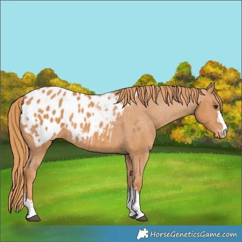 Horse Color:Chestnut Appaloosa 