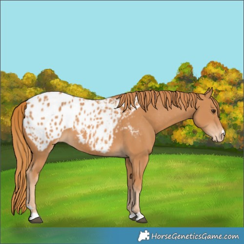 Horse Color:Chestnut Appaloosa 