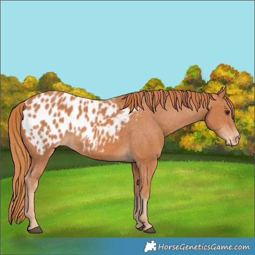Horse Color:Chestnut Appaloosa 