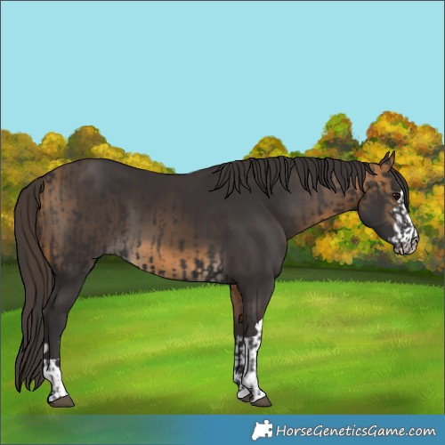 Horse Color:Smoky Black  and Buckskin 