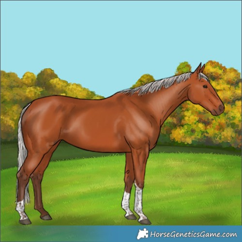 Horse Color:Silver Bay Tobiano Rabicano 