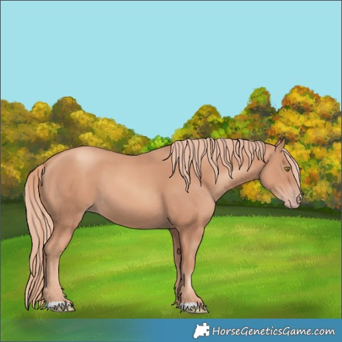 Horse Color:Gold Champagne 