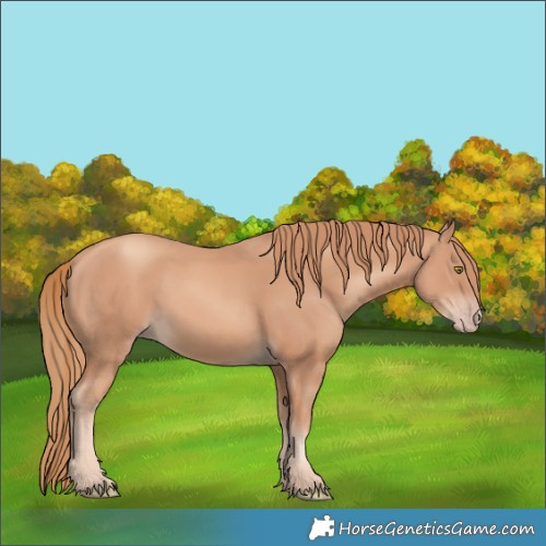 Horse Color:Gold Champagne 