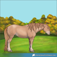 Horse Color:Gold Champagne 