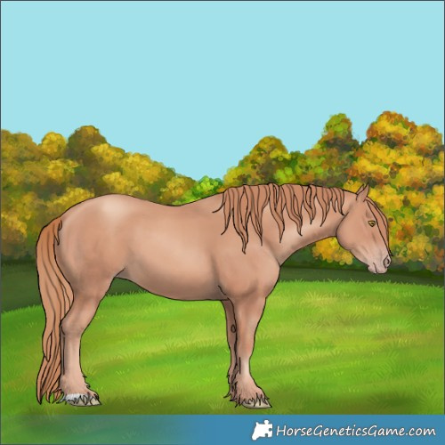 Horse Color:Gold Champagne 