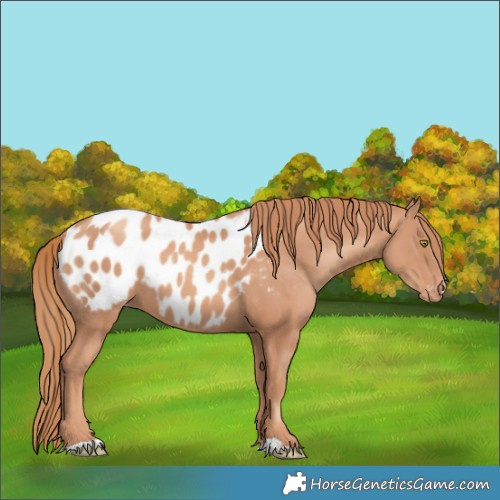 Horse Color:Gold Champagne Appaloosa 