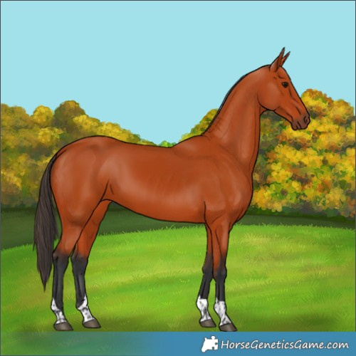 Horse Color:Bay Tobiano Rabicano 