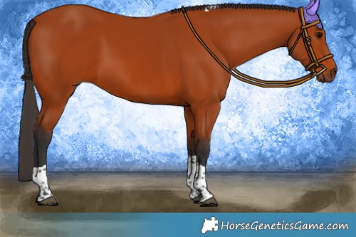 Horse Color:Bay Tobiano Rabicano 