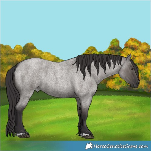 Horse Color:Smoky Grullo Roan Rabicano 