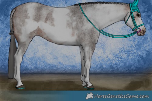 Horse Color:White Spotted Brown Roan Frame 