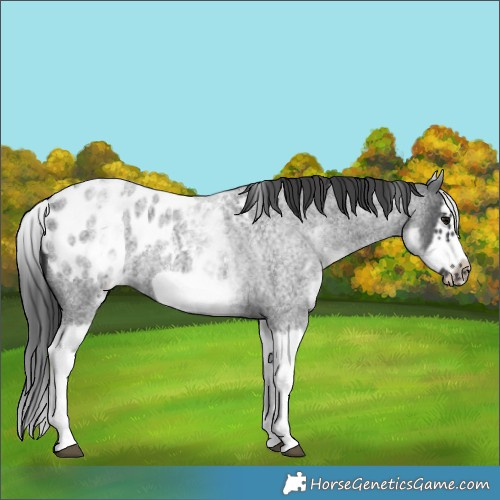 Horse Color:White Spotted Blue Roan Splash Frame Appaloosa 