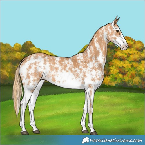 Horse Color:Chestnut Sabino