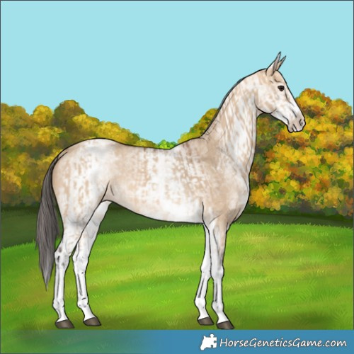 Horse Color:White Spotted Bay Dun Rabicano  and White Spotted Bay Dun Rabicano 