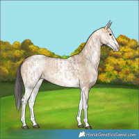 Horse Color:White Spotted Bay Dun Rabicano  and White Spotted Bay Dun Rabicano 