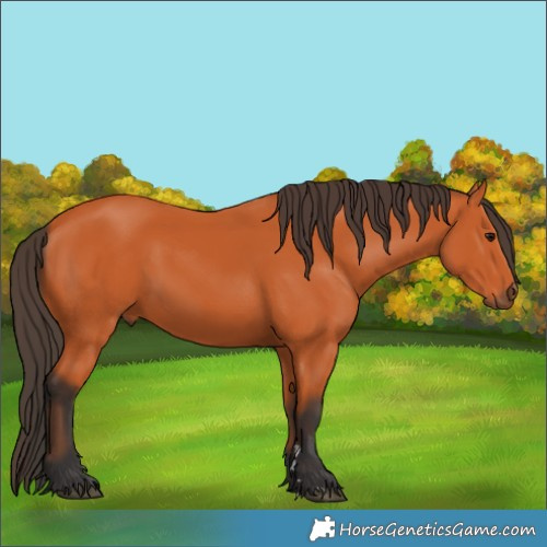 Horse Color:Bay 