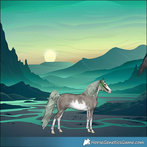 Horse Color:White Spotted Grullo Merle Rabicano 