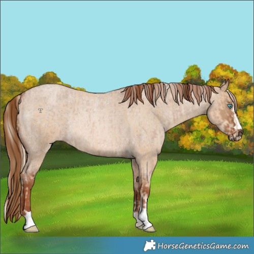 Horse Color:Palomino Pearl  and Red Dun Roan Rabicano 