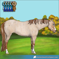 Horse Color:Palomino Pearl and Red Dun Roan Rabicano