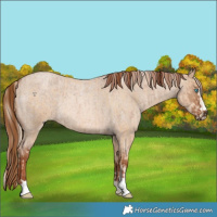 Horse Color:Palomino Pearl and Red Dun Roan Rabicano