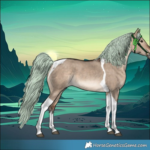 Horse Color:White Spotted Bay Dun Merle Tobiano 