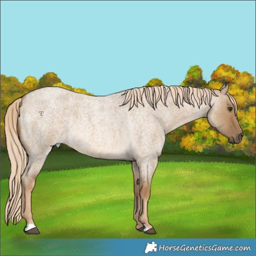 Horse Color:Chocolate Palomino Roan Dun Rabicano