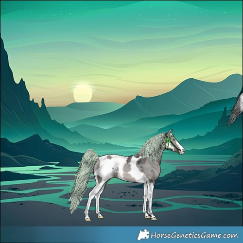 Horse Color:White Spotted Grullo Merle Tobiano Rabicano 