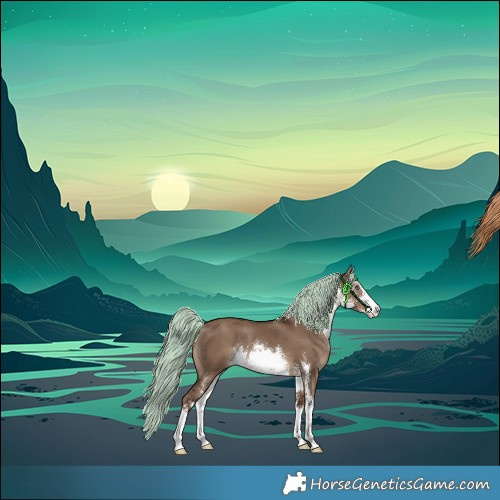 Horse Color:White Spotted Liver Red Dun Rabicano 