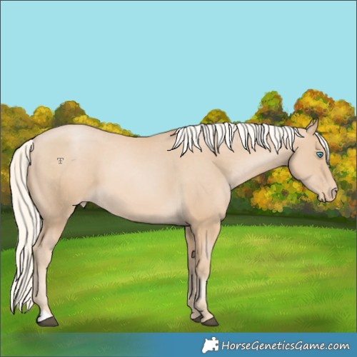Horse Color:Palomino Pearl Appaloosa 