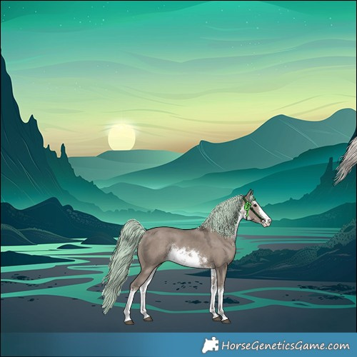 Horse Color:White Spotted Silver Grullo Rabicano