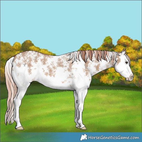 Horse Color:Red Dun Sabino Splash 