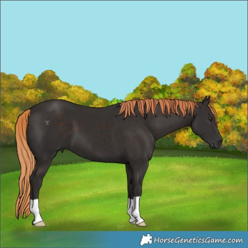 Horse Color:Liver Chestnut 