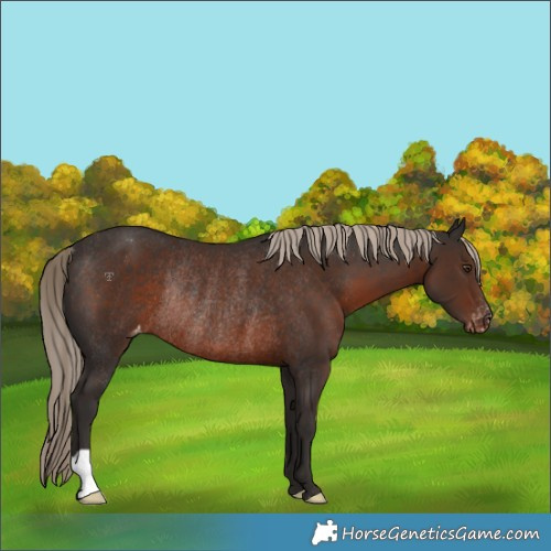Horse Color:Liver Chestnut Varnish Rabicano 