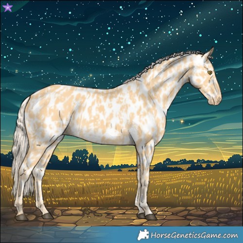 Horse Color:Palomino Appaloosa  and Palomino Appaloosa 