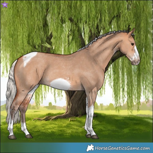 Horse Color:Silver Bay Dun Sabino Tobiano Frame Rabicano