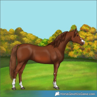 Horse Color:Chestnut 